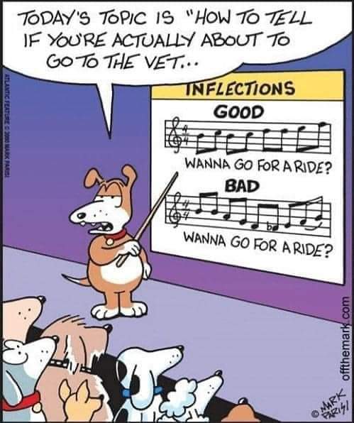 Debit & Credit - The Italian Greyhounds tweet media