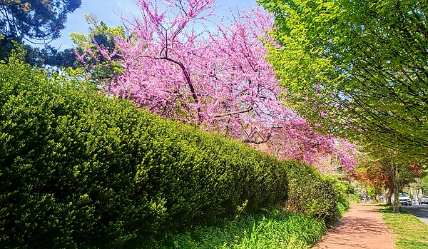 PKercher's tweet photo. New artwork for sale! - "A Springtime Walkway " - https://t.co/gbAIzNyjsU @fineartamerica https://t.co/Wdeb9M1ePj