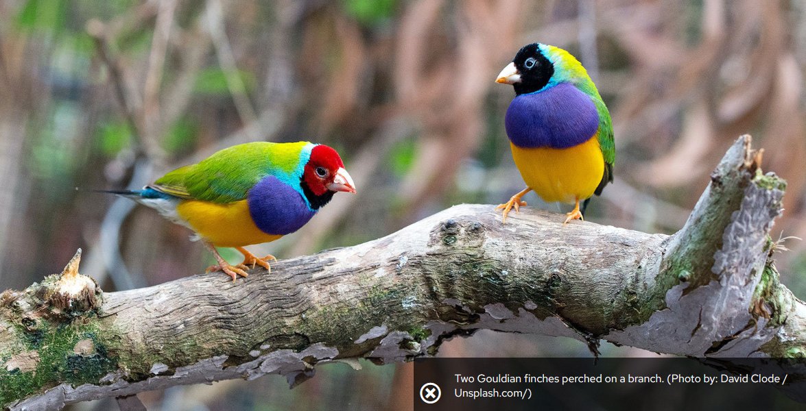 JeanVAdams's tweet photo. New @UWMadison integrative biology researcher studies the links between the cognitive functions of birds and humans. As a Black woman in STEM, @FarrahNMadison is also invested in increasing diversity and inclusivity.
https://t.co/p4ktXLc1M2 https://t.co/vmspuwlLU8