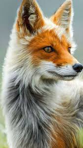 Have a peaceful night🧡🧡🐾🐾