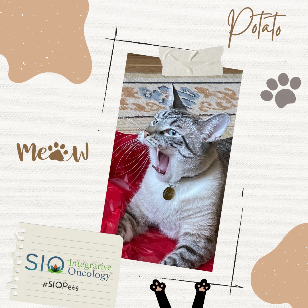 Integrativeonc's tweet photo. Yes, Potato, we are all feeling what you are feeling! Potato is a great program manager and keeps Michelle on a tight schedule. Michelle Bombacie, MS, Dipl Ac, LMT, LAc, is a Co-Chair of the Program Management Special Interest Group. #SIOPets #integrativeoncology #integrativeonc https://t.co/HGFajWJBWS