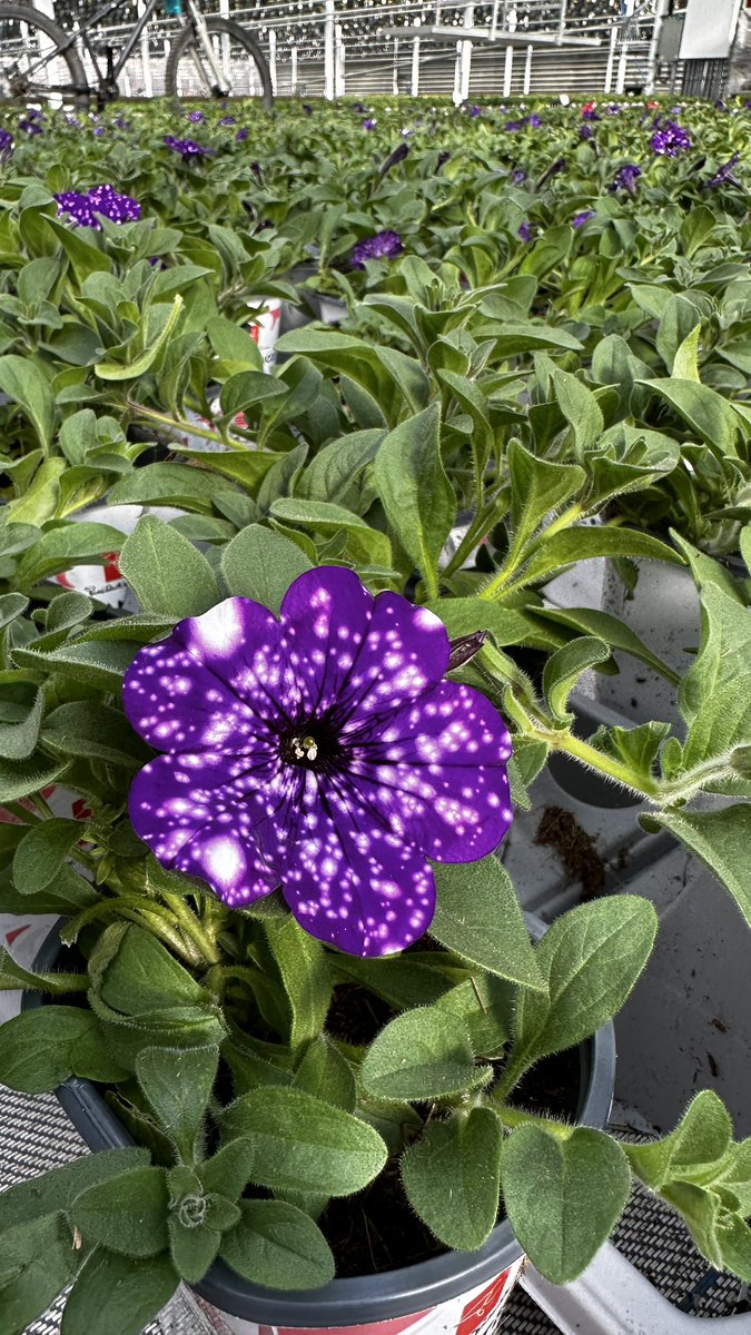 Tanya Carvalho (@tanyacbloomdiva) on Twitter photo Spring has sprung at DeVry Greenhouses in Alberta! Still cool but the sun is shining and the greenhouse is bursting with colour! 🌸 #spring #springcolours #letsgetgrowing #bloomdiva <a href="/SelectaOneNA/">Selecta One</a> Spring has sprung at DeVry Greenhouses in Alberta! Still cool but the sun is shining and the greenhouse is bursting with colour! 🌸 #spring #springcolours #letsgetgrowing #bloomdiva <a href="/SelectaOneNA/">Selecta One</a>