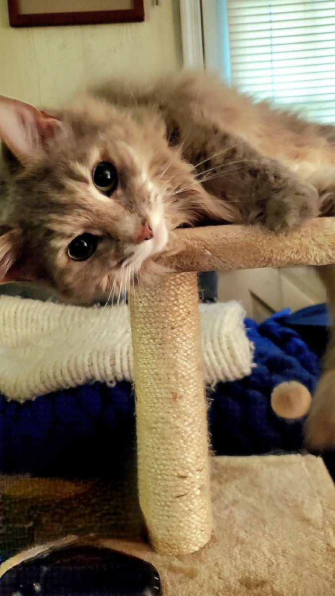 MissPuskar's tweet photo. New cat tree! Sasha is still trying to decide if she likes it. ♥️🐾🐈
#cats #diva #superfluff #AdoptDontShop https://t.co/DRBHF2yzew