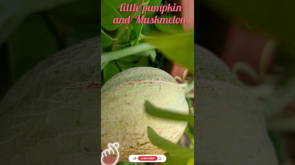 AllForGardening's tweet image. 😱Muskmelon And  Pumpkin Growing In Te ...
 
#Algrow #Games #GardenSupplies #GardenSupply #GardenersSupplies
 
allforgardening.com/449058/%f0%9f%…