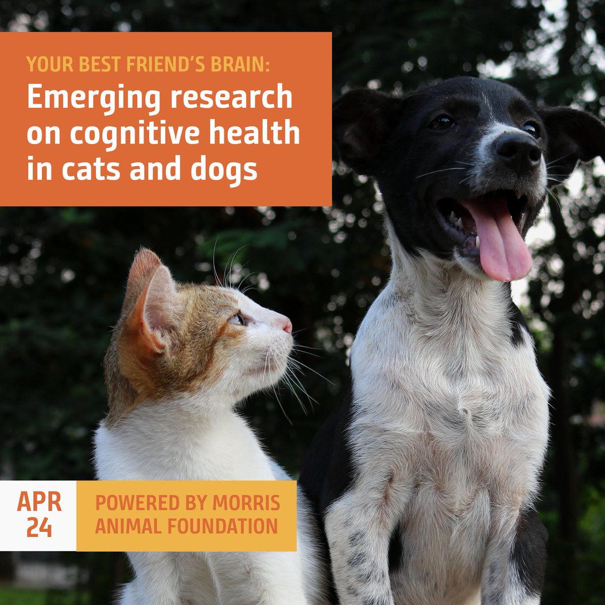 How can you keep your pet mentally sharp as they age? Discover the latest research and tips at our upcoming FREE virtual event on April 24. Save your spot: maf.link/webinar4-23