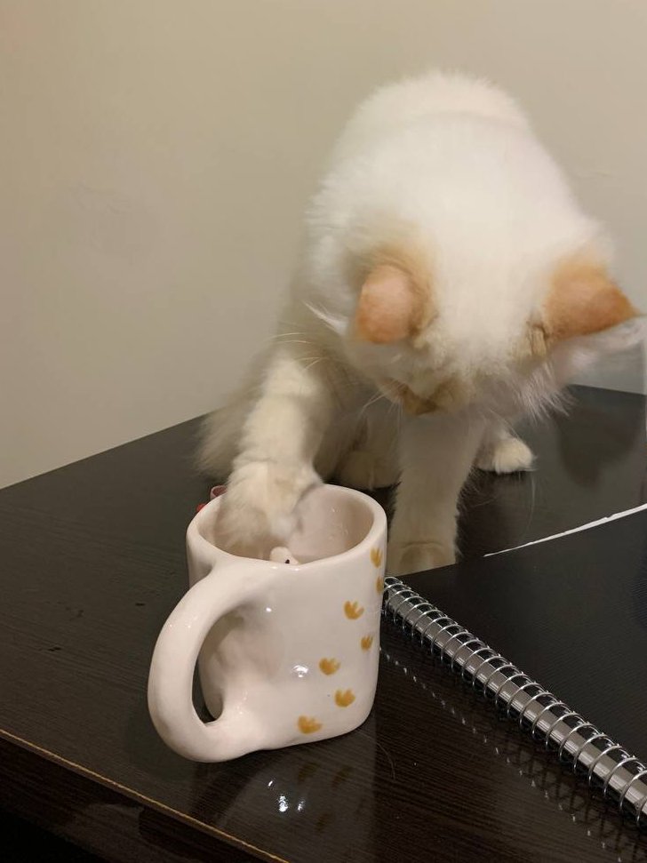 I just got this new mug but seems like Caramel the #cutestcat , liked it more than I did!
I think I have no choice but to share my mug with her
from now on 😂
#CatsofTwittter  #cat #cutecats #persiancat #catperson #kittenlover #kitten #catfamily #mothercat #cutekitten