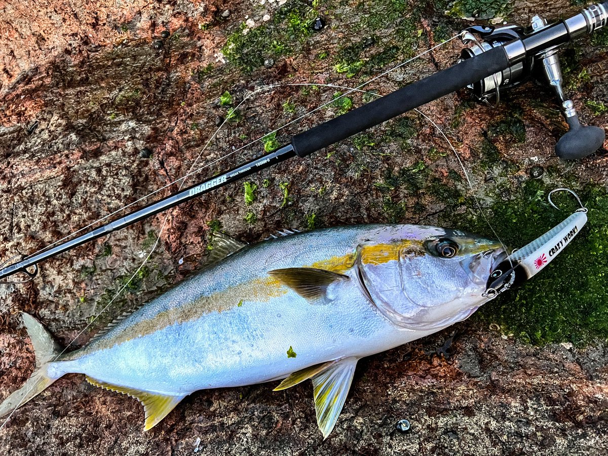 69shore_man's tweet photo. ヒラマサM size🥹
#daiwa
#DRAGGERBREAKTHROUGH
#100HH-3 https://t.co/nolzoQaBZY