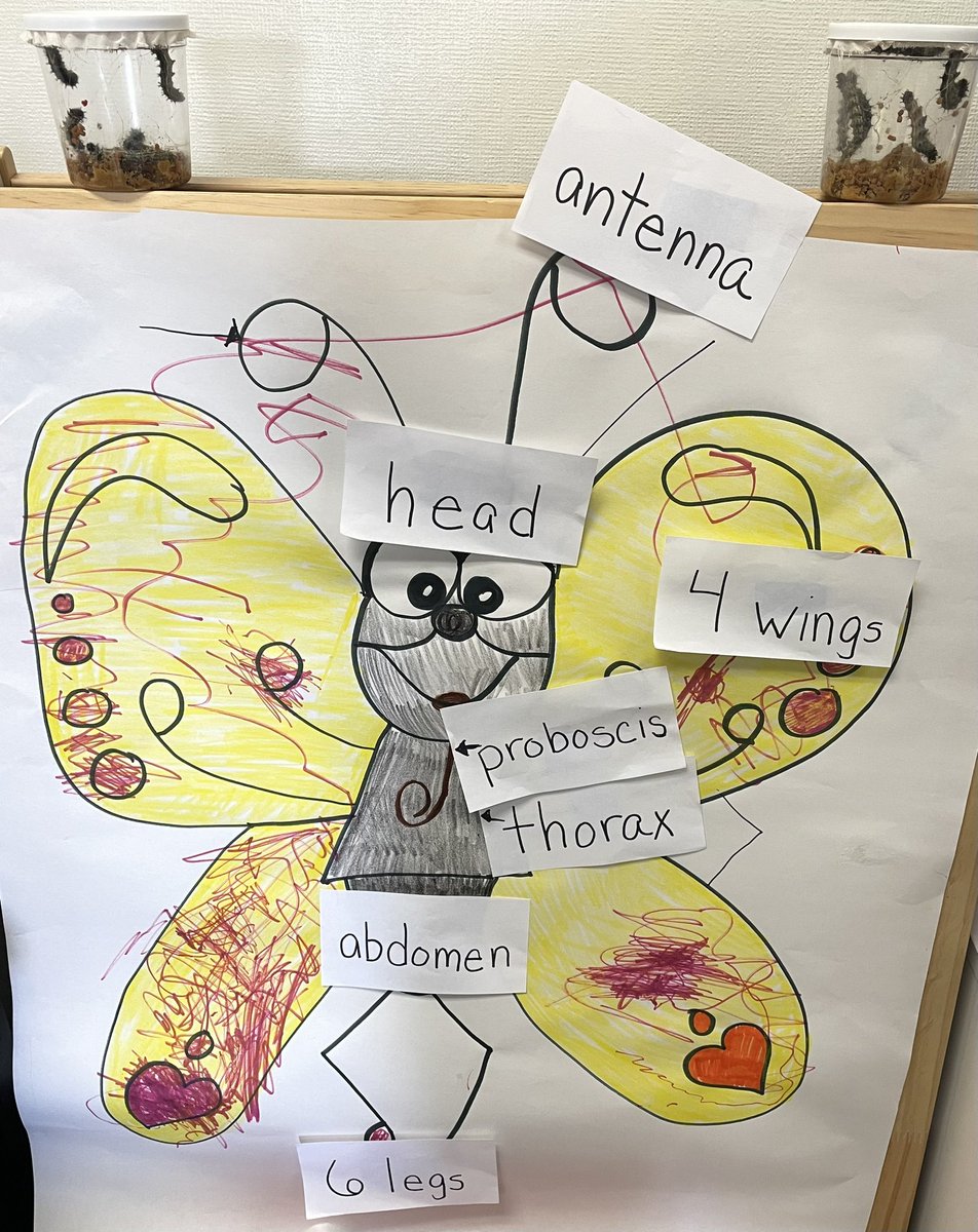AcsaWelker's tweet photo. So much exciting Sciene happening in Room 10 @rcsd_crestmont . Thank you @RCSD_Foundation for the Pie Grant to support hands on exploration of various life cycles! https://t.co/WfAtKD5enW