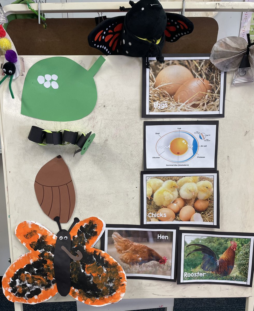 AcsaWelker's tweet photo. So much exciting Sciene happening in Room 10 @rcsd_crestmont . Thank you @RCSD_Foundation for the Pie Grant to support hands on exploration of various life cycles! https://t.co/WfAtKD5enW