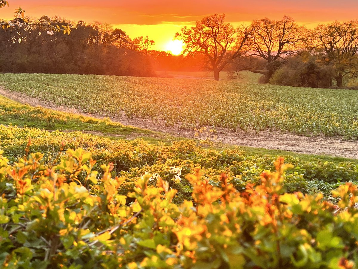 dportlock2's tweet photo. Jumped out of my car 🚗 to capture a beautiful sunset just in the nick of time!
@VisitWorcs @VisitWorcester @StormHour #Worcesterphoto #loveukweather #hindlip #moodyweather https://t.co/kcXenIk0LW