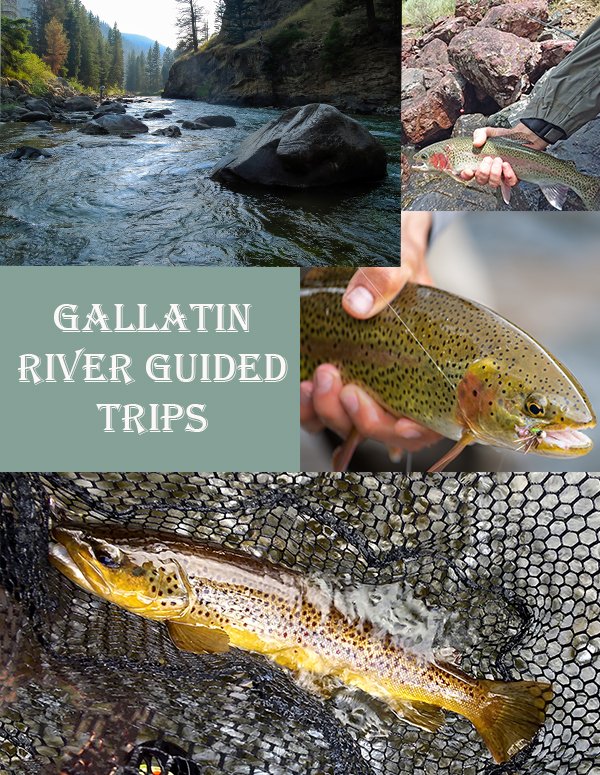 Fly Fishing Montana’s Gallatin River Walk Wade or Float

getlostinamerica.com/fly-fishing-mo…
:
#montana #gallatinriver #flyfishing #flytying #onthefly #getlostinamerica #guidedtrips #bozemanmt #outdooradventures #outdoorlife #driftboat #dryfly #streamerfishing