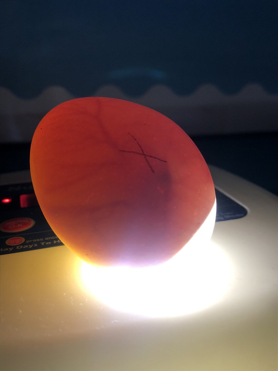 MTrue814's tweet photo. Day 7: We candled our eggs last week. We see growth!
Our students are so excited! 🐣🐥 @SCESStars #ells #mlls #ESOL #hatchingchicks
#chicks #lifecycles #elementaryells #ONEccps https://t.co/mQQ4tDHHmY