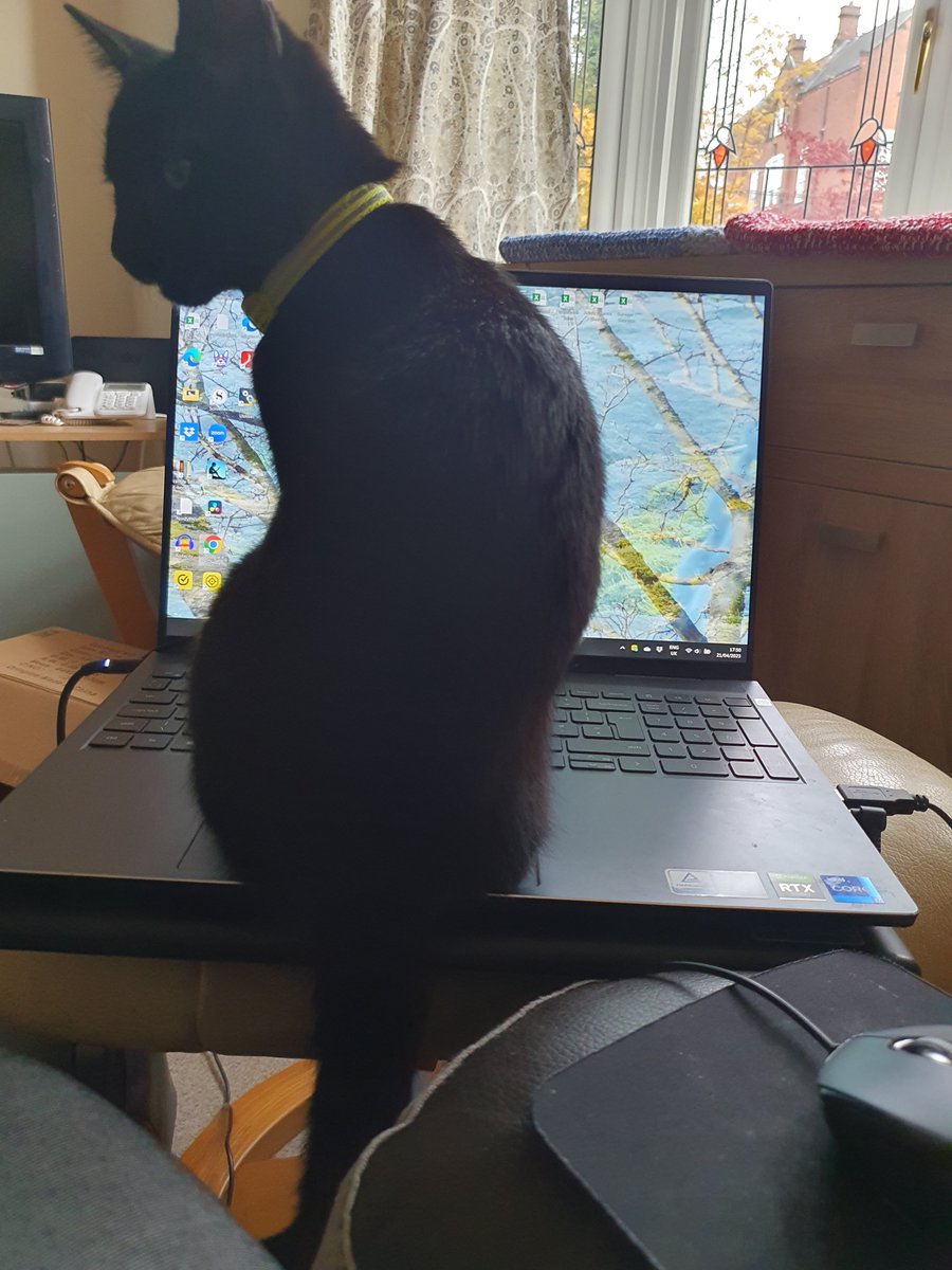 AdaraWrites's tweet image. 1st full day with 2 kittens. They are utterly charming! But serious question. How am I meant to get any work done? They keep wanting to chase the arrow on my laptop screen. Any tips? 😂

#WritingCommunity #Caturday #CatsOnTwitter