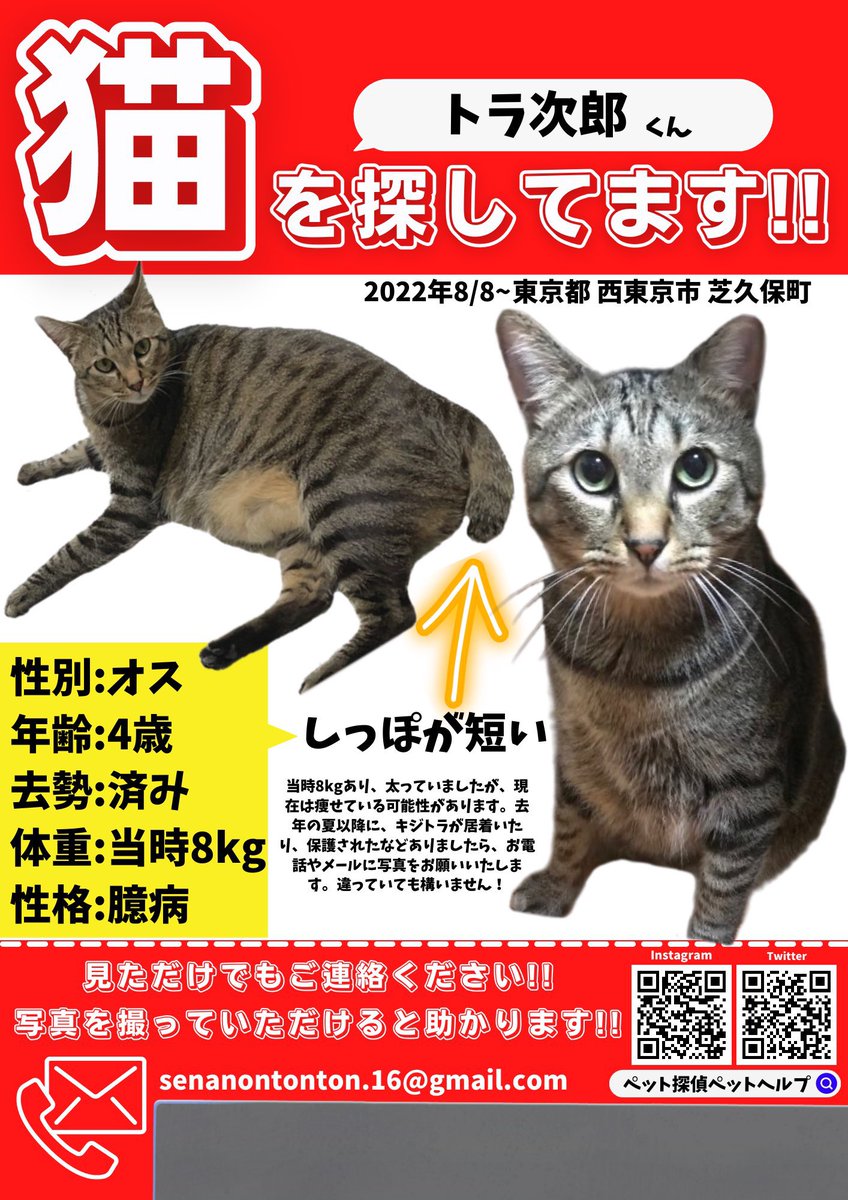 RINGO1816's tweet photo. 新しいチラシが届いて、改めてポスティングしてます。久々に初めてお会いする外猫ちゃんとの出会いもあって、どこかにトラ次郎がいるのかもしれないと、外猫ちゃんの存在が嬉しかったです。どうか拡散希望です　#拡散希望　#猫を探しています　#キジトラ https://t.co/J2mBi4I3S1