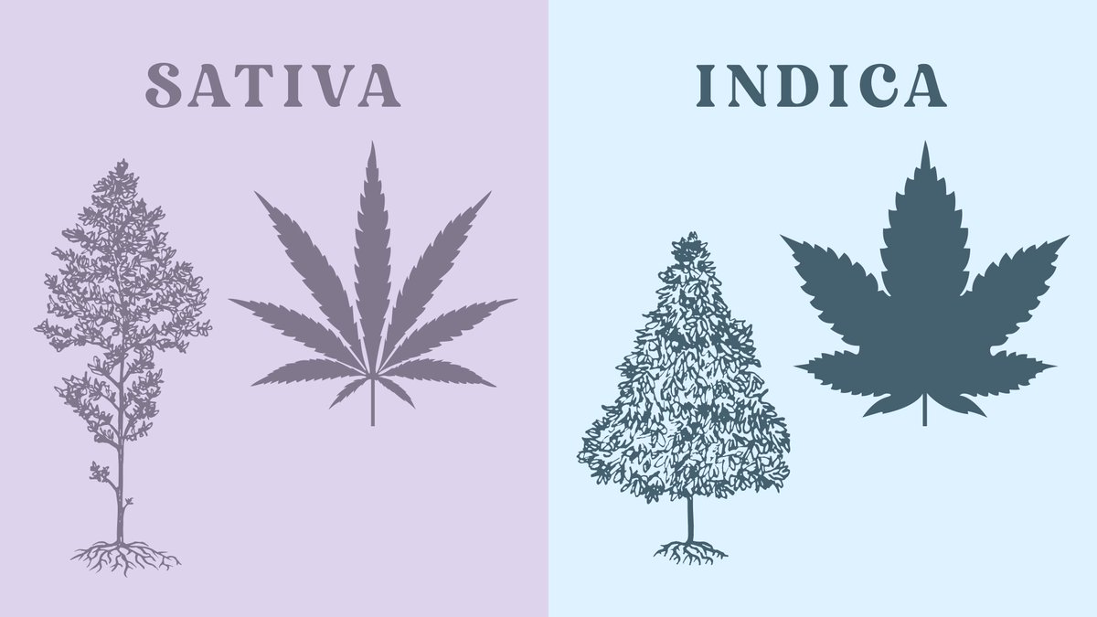 420sensual's tweet photo. Indica vs. sativa vs. hybrid strains: understanding the differences between weed types https://t.co/JTGzyqW3pz https://t.co/4Di8F3khnT