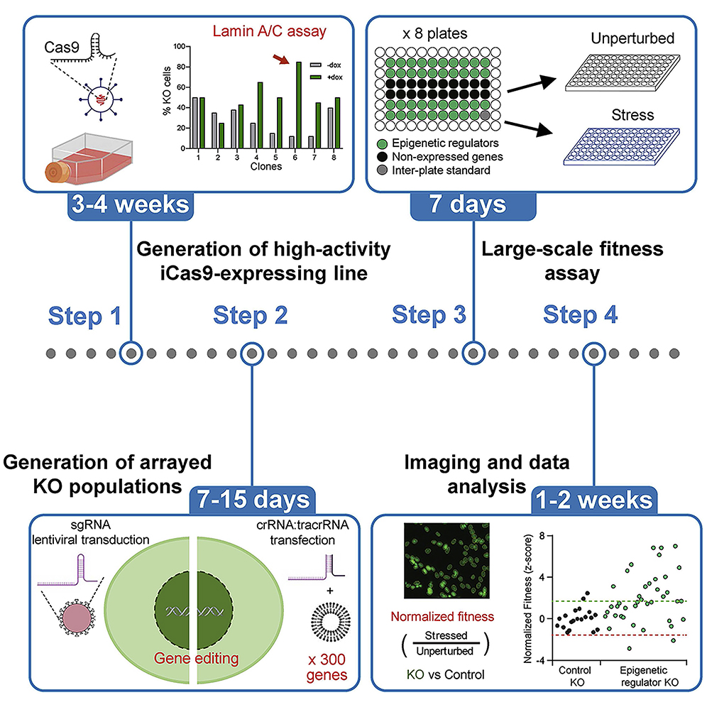 STARProtocols's tweet photo. Check out this #protocol from Dr. Paola Scaffidi's lab @ScaffidiLab @fabriziosimeoni
@TheCrick describing #CRISPR-based large-scale modeling of loss-of-function mutations to investigate mechanisms of stress resistance in #cancer: https://t.co/asVTbAQ4Ft
Research in @Cancer_Cell https://t.co/iXKC79dvvo