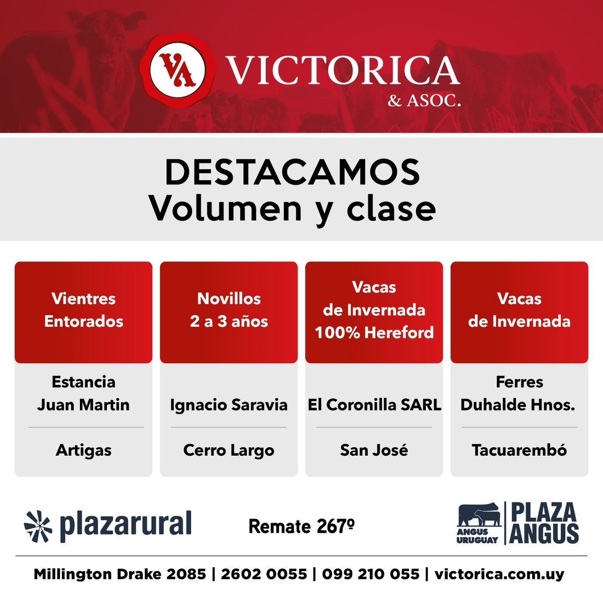 victorica_y_aso's tweet photo. Desde este martes  25, otro gran remate de Victorica en @plazarural
Destacamos:
⭕Lotes cruza Angus x Brangus en las categorías terneros/as y vientres preñados.
⭕Novillos de 2 a 3 años y piezas de cría. 
⭕Lotes 100% Hereford: Vaquillonas de 1 a 2 años y vacas de invernada. https://t.co/nvdg2oAQ0v