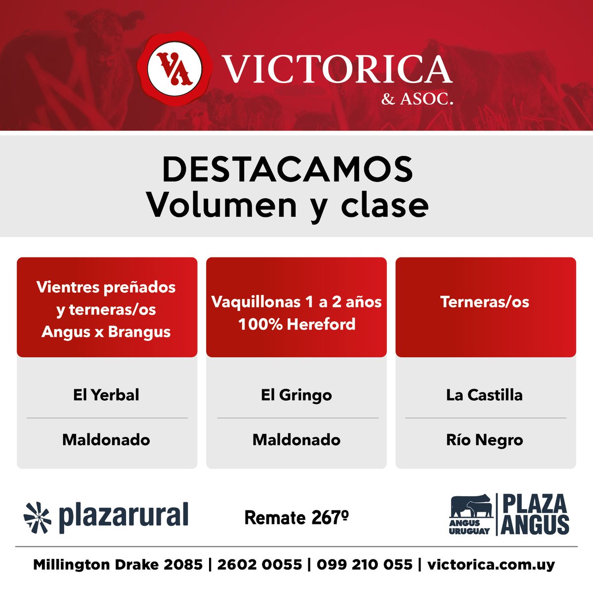victorica_y_aso's tweet photo. Desde este martes  25, otro gran remate de Victorica en @plazarural
Destacamos:
⭕Lotes cruza Angus x Brangus en las categorías terneros/as y vientres preñados.
⭕Novillos de 2 a 3 años y piezas de cría. 
⭕Lotes 100% Hereford: Vaquillonas de 1 a 2 años y vacas de invernada. https://t.co/nvdg2oAQ0v