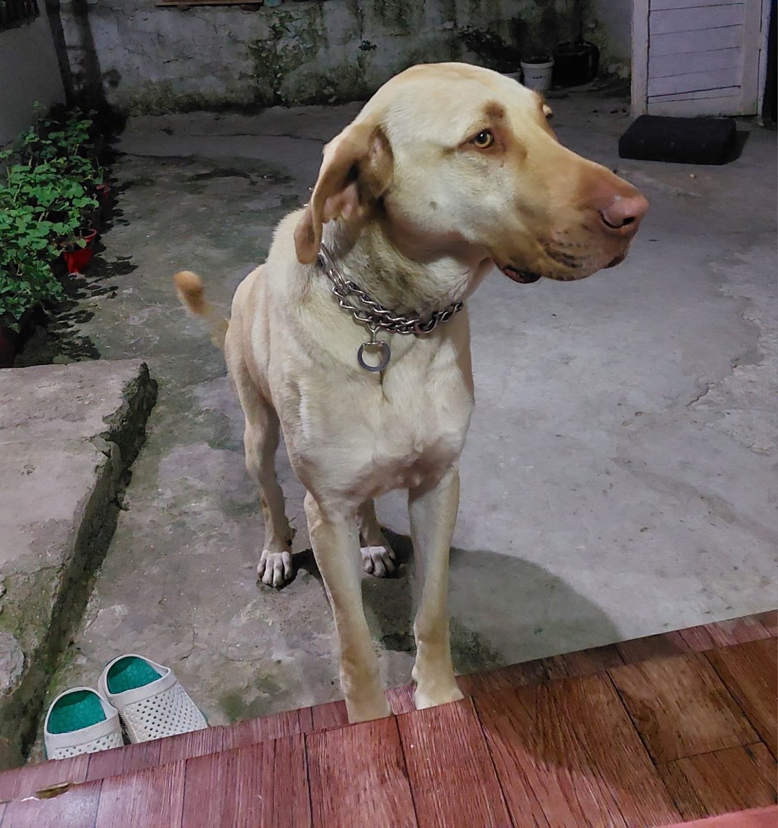 _ErcanOzcelik's tweet image. Köpeğimiz Zeyna, bizlere sevgi ve merakla yaklaşırken, yabancı insanlara ve hayvanlara azılı düşman gibi tepki veriyor!
O yüzden her köpek sahibinin tuttuğu tasmalı veya etrafı kapalı bahçede serbest dolaşmalıdır!
#BaşıboşKöpekler #terör ve #hastalık kaynağıdır!

@GuvenliSokaklar