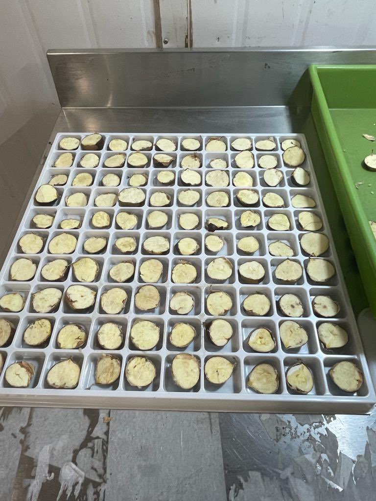 alfaberries's tweet photo. Como Exportadora, siempre nos hemos preocupados por la condición de la fruta de nuestros productores. Les compartimos parte del proceso de control de calidad en castañas 🌰 https://t.co/IcA2wS9AXK