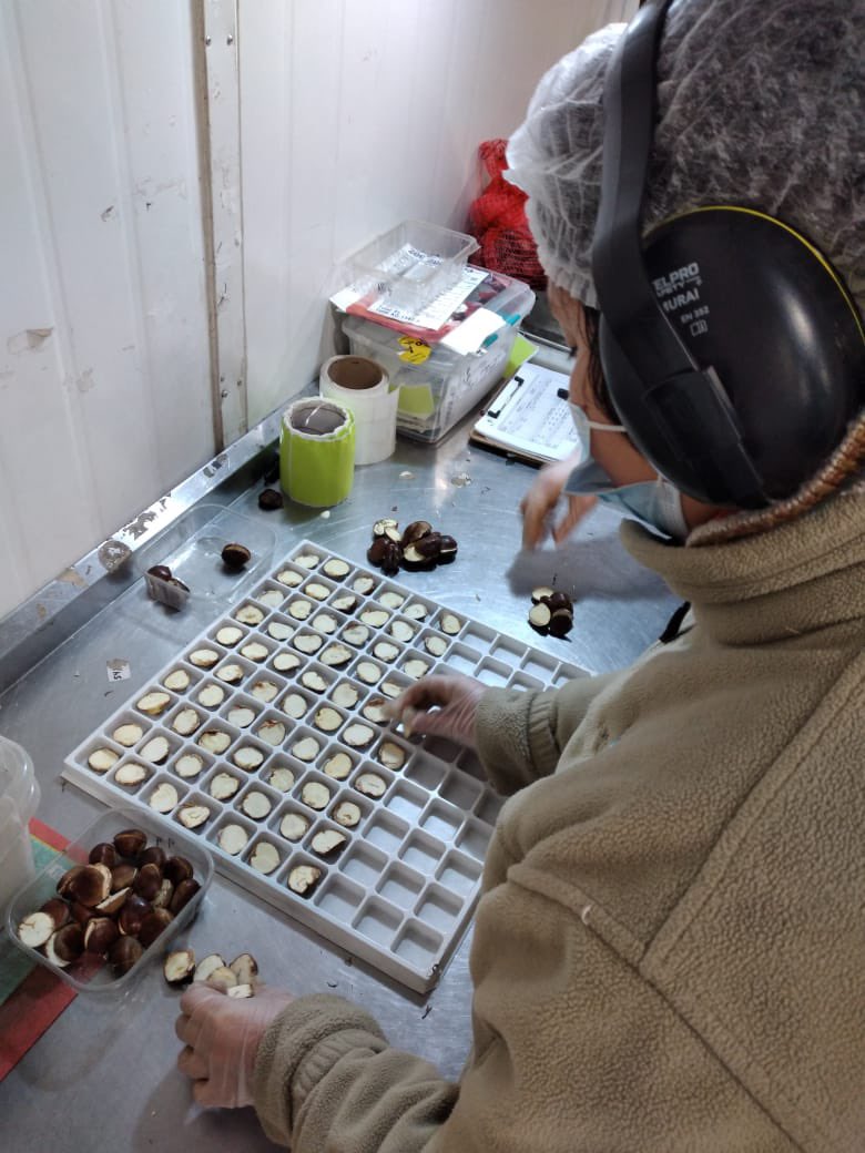 alfaberries's tweet photo. Como Exportadora, siempre nos hemos preocupados por la condición de la fruta de nuestros productores. Les compartimos parte del proceso de control de calidad en castañas 🌰 https://t.co/IcA2wS9AXK