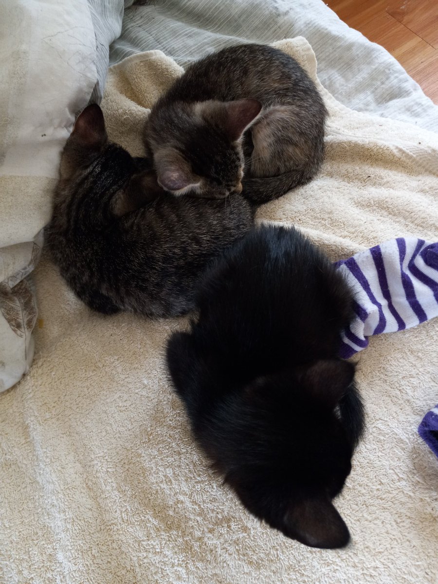 amor_vuelveTX's tweet photo. Omc #RGV we're having lots of hail hoomin worried about the car getting hit βοΈππ #Foster5 omc wez scaarz https://t.co/nPuxxCiU2Z