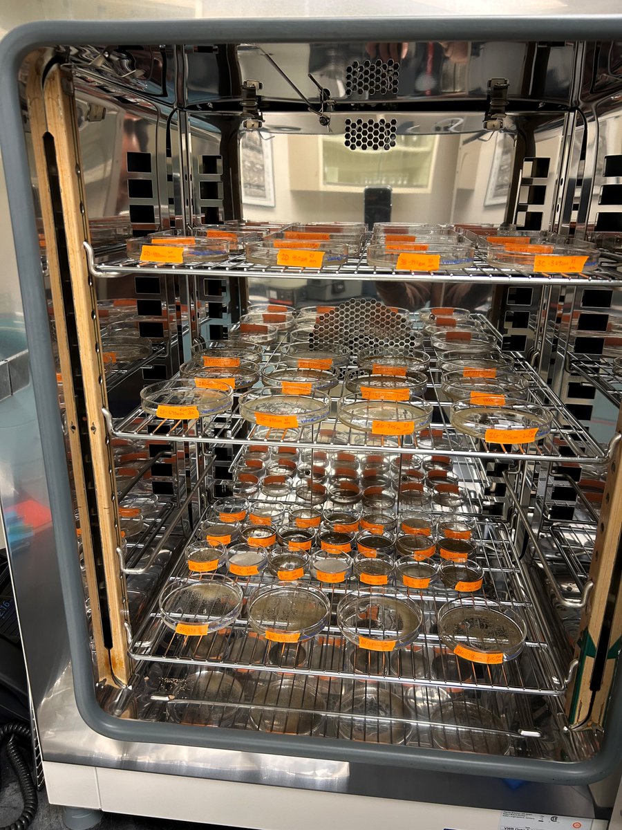 Full drying oven of seds screened for macrocharcoal studies of ancient Holocene Midwestern #grasslands and #fire for sub #FossilFriday ! Can you count how many samples are in there?