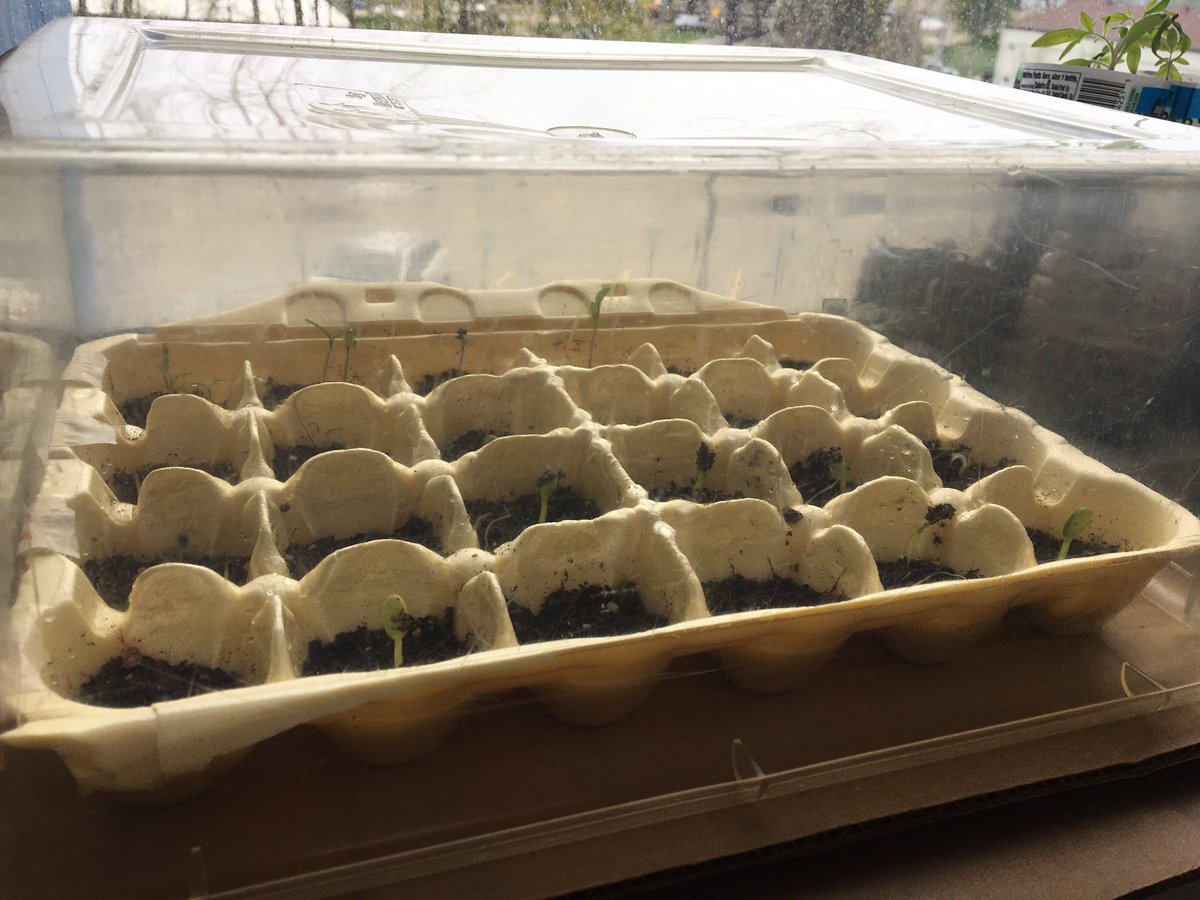 Since our tomatoes 🍅 &amp; peppers 🌶  sprouted, a few students asked if I had any other seeds they could plant…
So I offered some cucumber 🥒 &amp; watermelon 🍉  &amp; more tomatoes 🍅 
Last night they sprouted…they were so excited!