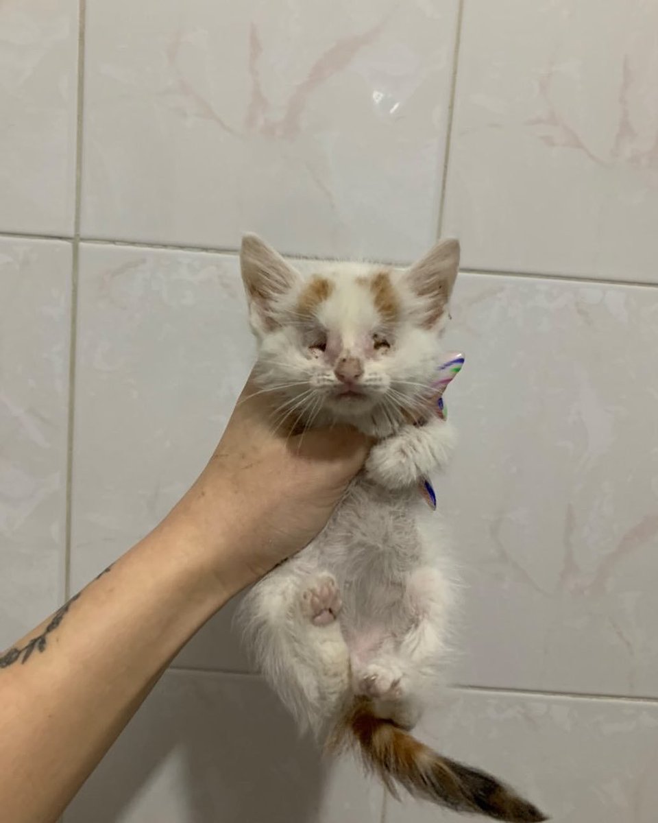 zllktlr's tweet photo. "İKİ GÖZÜ DE HİÇ GÖRMÜYOR 
1 buçuk aylık dişi ömürlük yuva  İstanbul/ Küçükçekmece
İletişim: 05425815233
@ pati.vergonulluleri https://t.co/GGtaqw9lV9 https://t.co/B22gEyCxOu