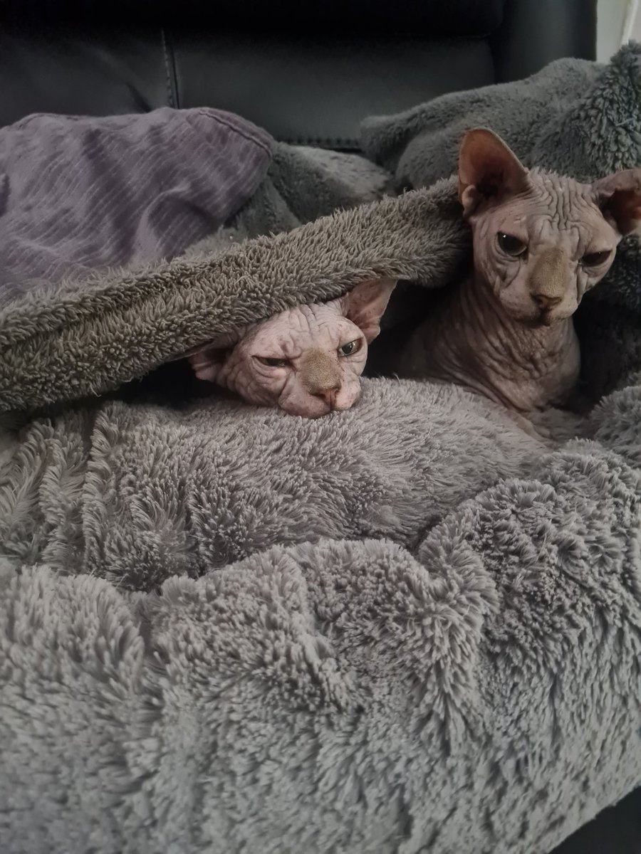 nikkigooch's tweet photo. Someone got into the catnip and is off her tits... https://t.co/wsInrNMTpS