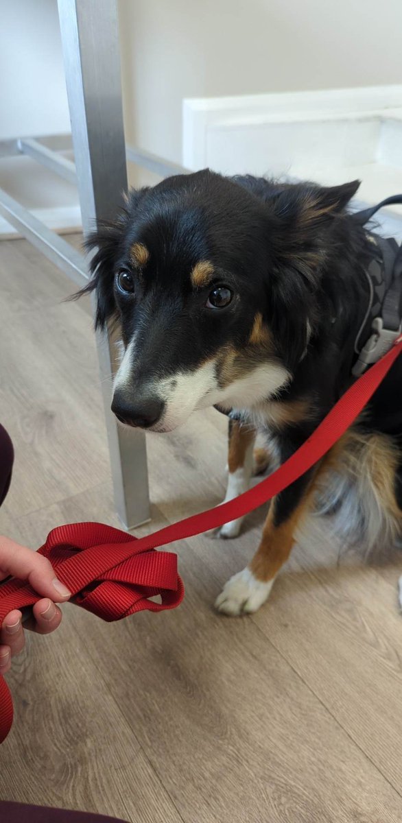 jamesawoliver's tweet photo. We got married today (yay!) and dearest Bracken wasn't happy with all the attention being on us instead of her, so she hauled us into the vet with a salivary gland infection 6hrs after we got married... girl please. 😩 https://t.co/5RAx29771W