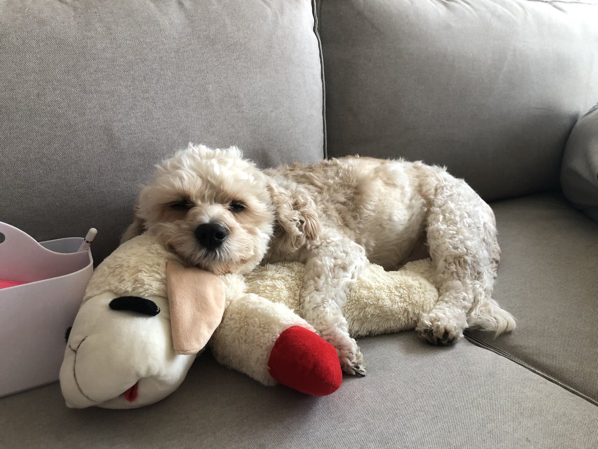 mayarodda's tweet photo. @DarwinDaDog Yup mine is emotion support lamp chop https://t.co/hXDdPdaMHF