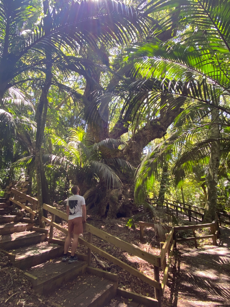 🌳 Trees That Count 🌳 tweet media