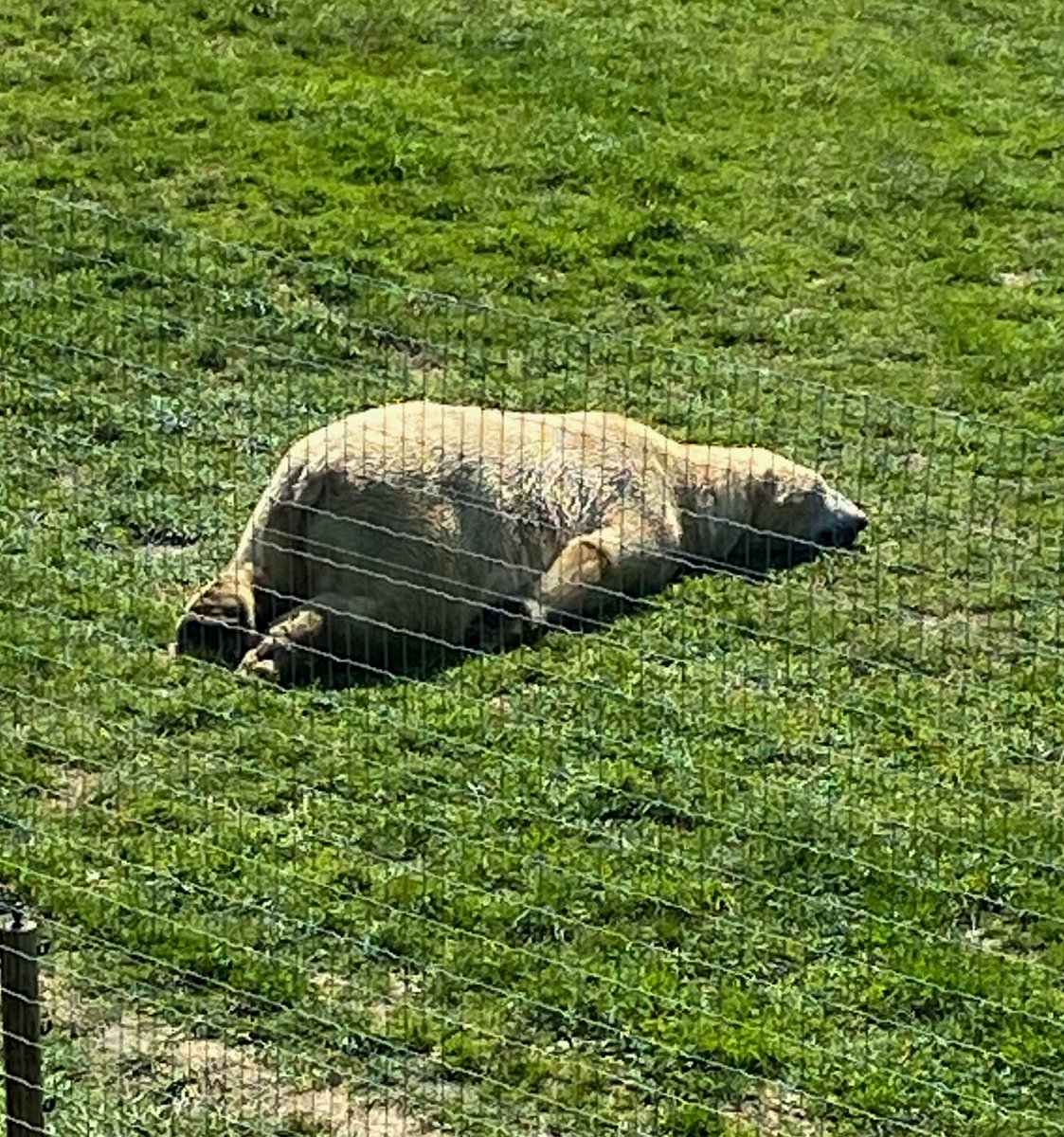 Went to the Wildlife Park earlier this week and this polar bear was an absolute mood. After this week, I think I’d also like to take a big snooze 😅