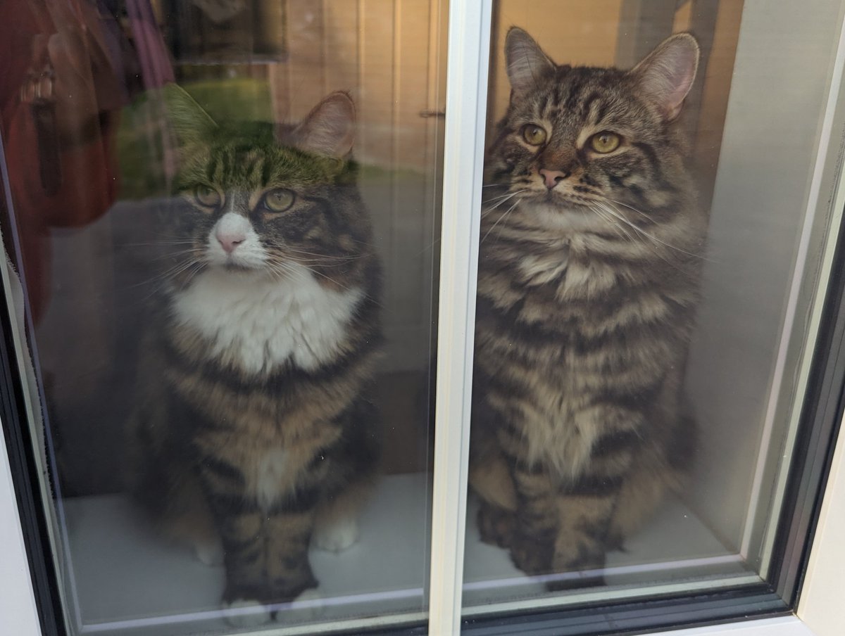 Waiting in the window when the car pulls up, yay, the food provider is home!

Oh, and happy 2nd birthday to us!

#AdoptDontShop #CatsOfTwitter