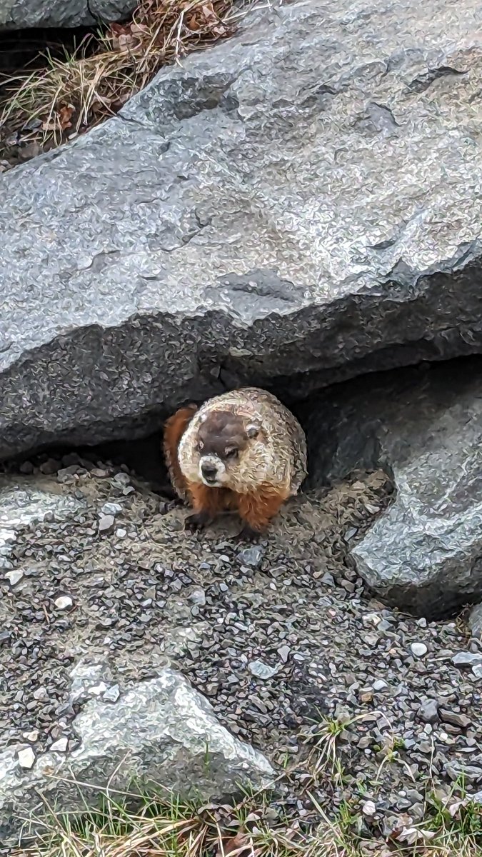 PatRiversAuthor's tweet photo. Wonderful Friday. Walking down the sidewalk and who do I meet? The local muskrat from yesterday. Had to stop to take some snaps of the little guy. Or girl. I don't want to get close to a large rodent that can rip off bottle caps with its teeth... or my fingers. D: https://t.co/LHSv4u1YRk