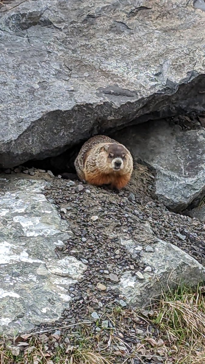 PatRiversAuthor's tweet photo. Wonderful Friday. Walking down the sidewalk and who do I meet? The local muskrat from yesterday. Had to stop to take some snaps of the little guy. Or girl. I don't want to get close to a large rodent that can rip off bottle caps with its teeth... or my fingers. D: https://t.co/LHSv4u1YRk