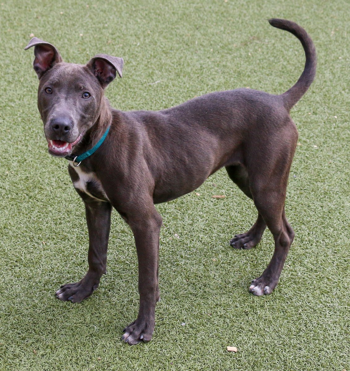 kshumanesociety's tweet photo. IT'S THE AVATAR!! *wooshes air, splashes water, touches earth, breathes fire* Avatar is the master of all 4 elements and is destined to bring balance to the world 🔥🐶 #AdoptICT #AdoptDontShop 

Avatar: https://t.co/Ui76PqNqUH https://t.co/e2bCi1MvYv
