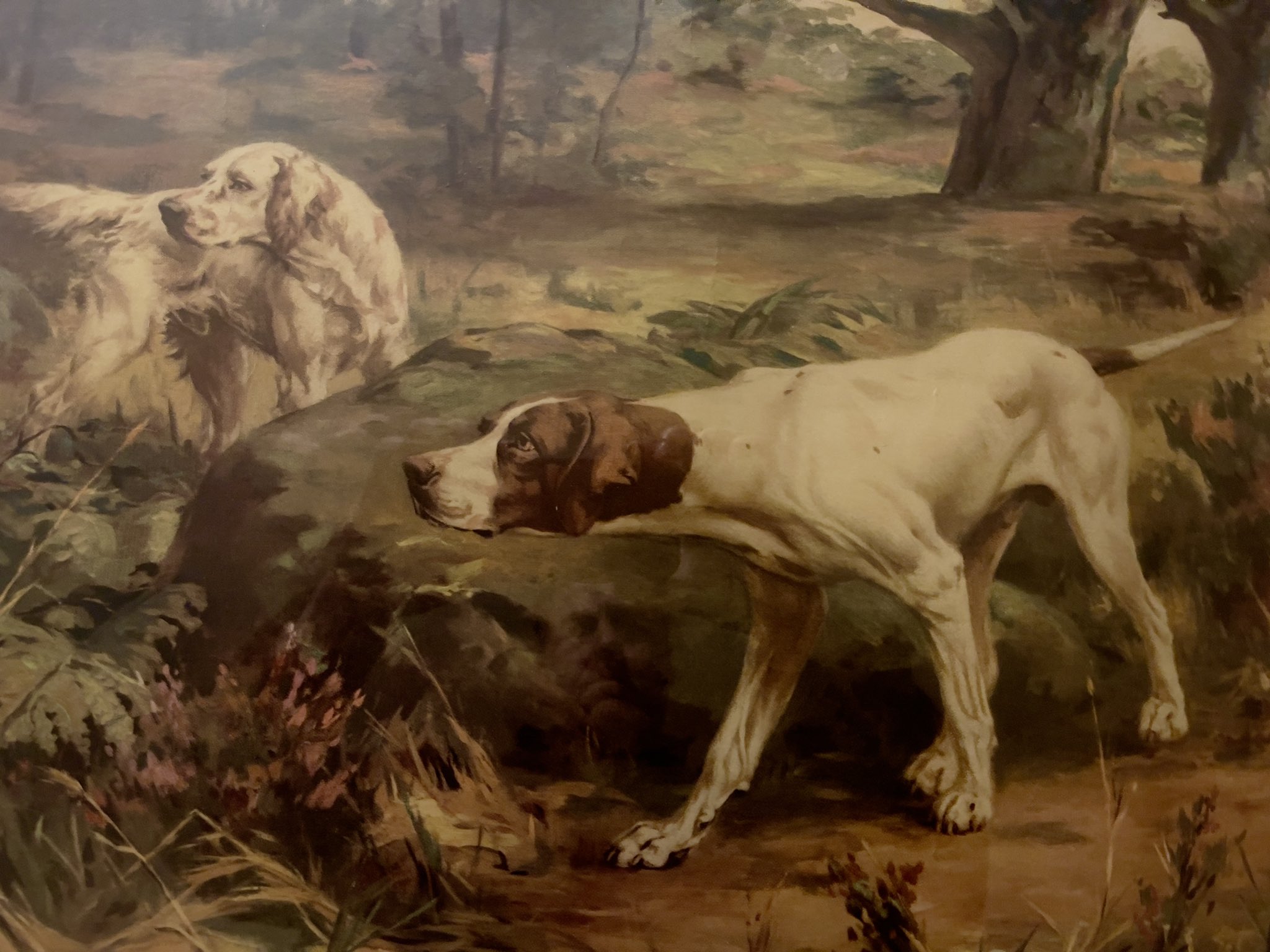 American bird dog 2025