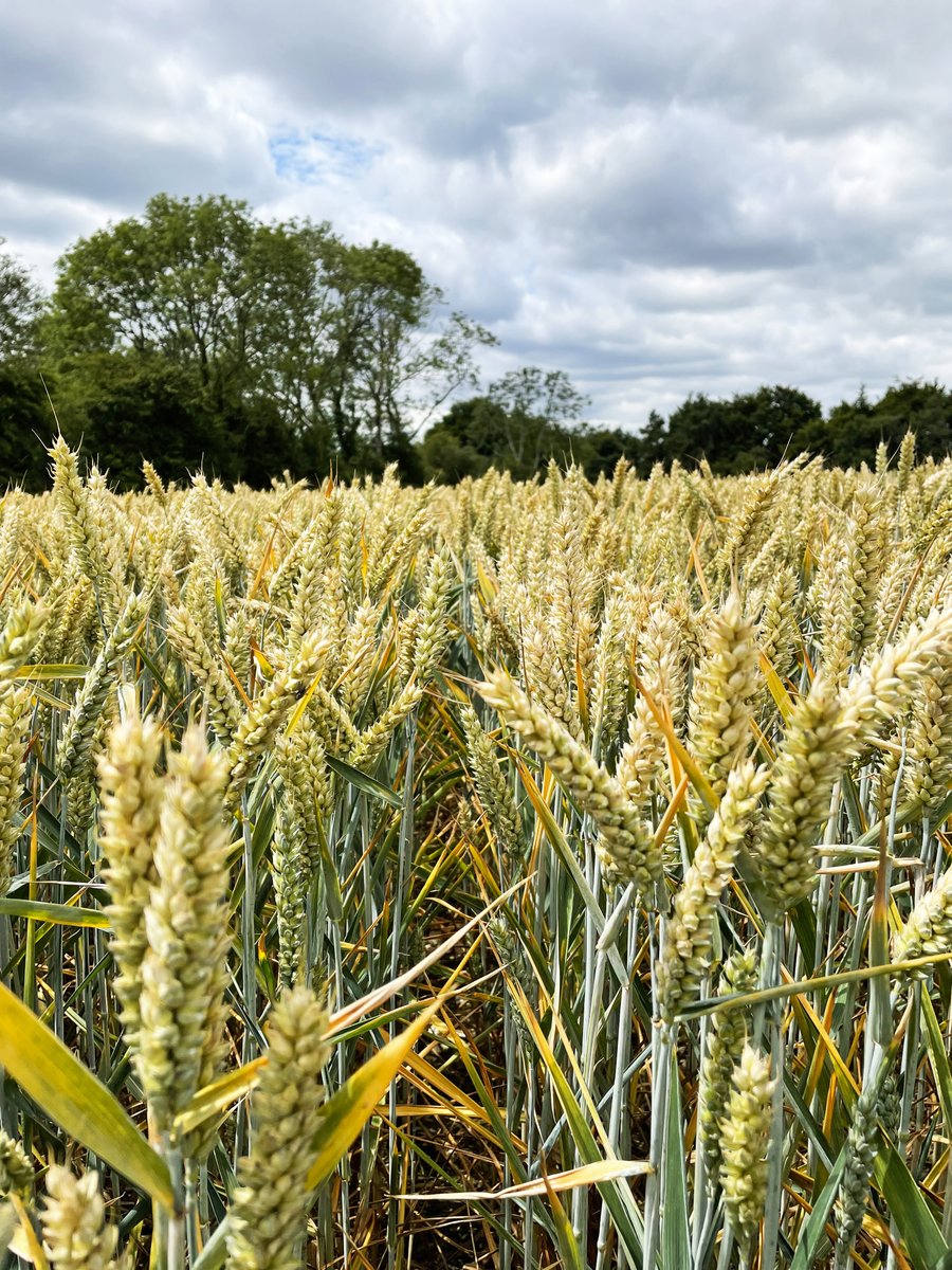 This article by <a href="/mydirectdriller/">Direct Driller</a> explores the benefits of direct drilling and briefly discusses <a href="/DutchOpeners_UK/">Dutch Openers - UK</a>'s role in helping producers achieve their direct drilling and no-till farming goals. 🌱🚜🌱

Read More 👉 directdriller.com/direct-drillin…

#DutchOpeners #UKag #agriculture