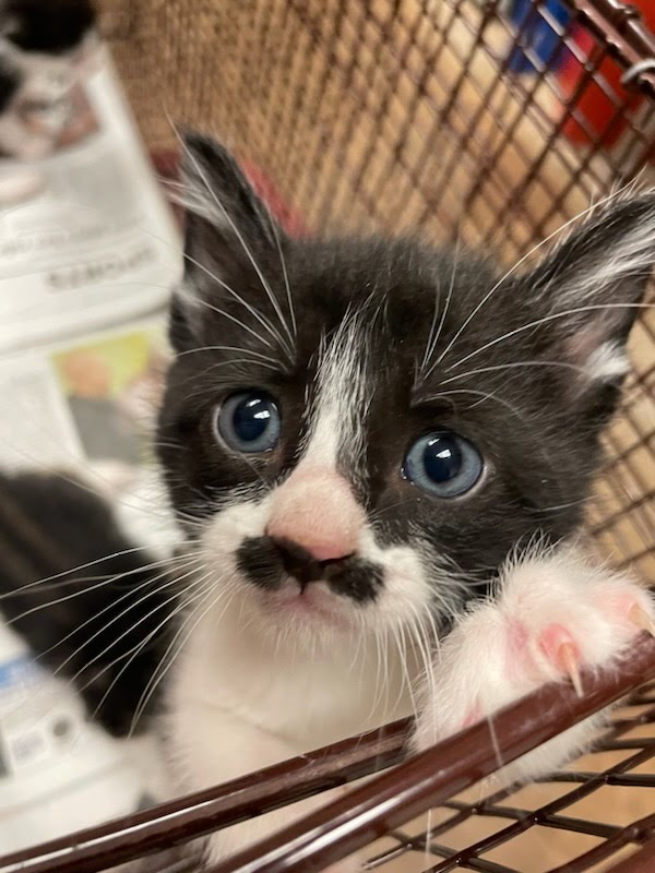 DJ Rubiconski On Twitter RT CutePetsAustin I m Mario Description 
