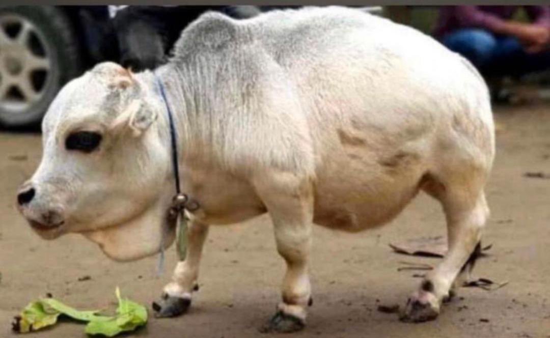 hub_authentic's tweet photo. Arsenal don go buy Cow Down for league way dem never collect .

Aboki say he no Dey do refund ..
@jeff you can start to rear cow , na Good business … https://t.co/U9wOj4a5ir
