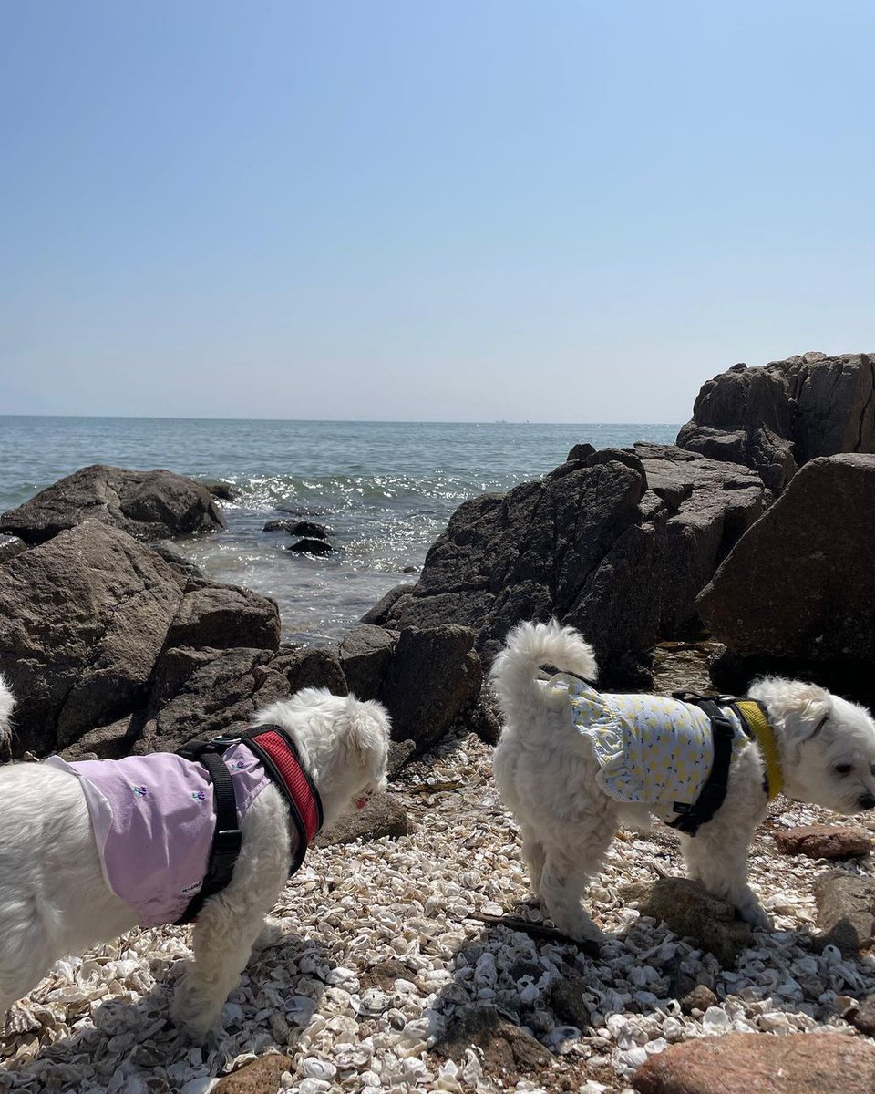 Chaesistersbr's tweet photo. 🐶 | 200423 Chaeri e Chaeso via Instagram [1/3] 

🏖 Primeira vez da Chaeri e da Chaeso na praia 🐠☀️🌊

🖇️: https://t.co/TuWE4viATK

#CHAERI #CHAESO #LeeChaeyeon #Chaeryeong https://t.co/kzZuFCmQ32
