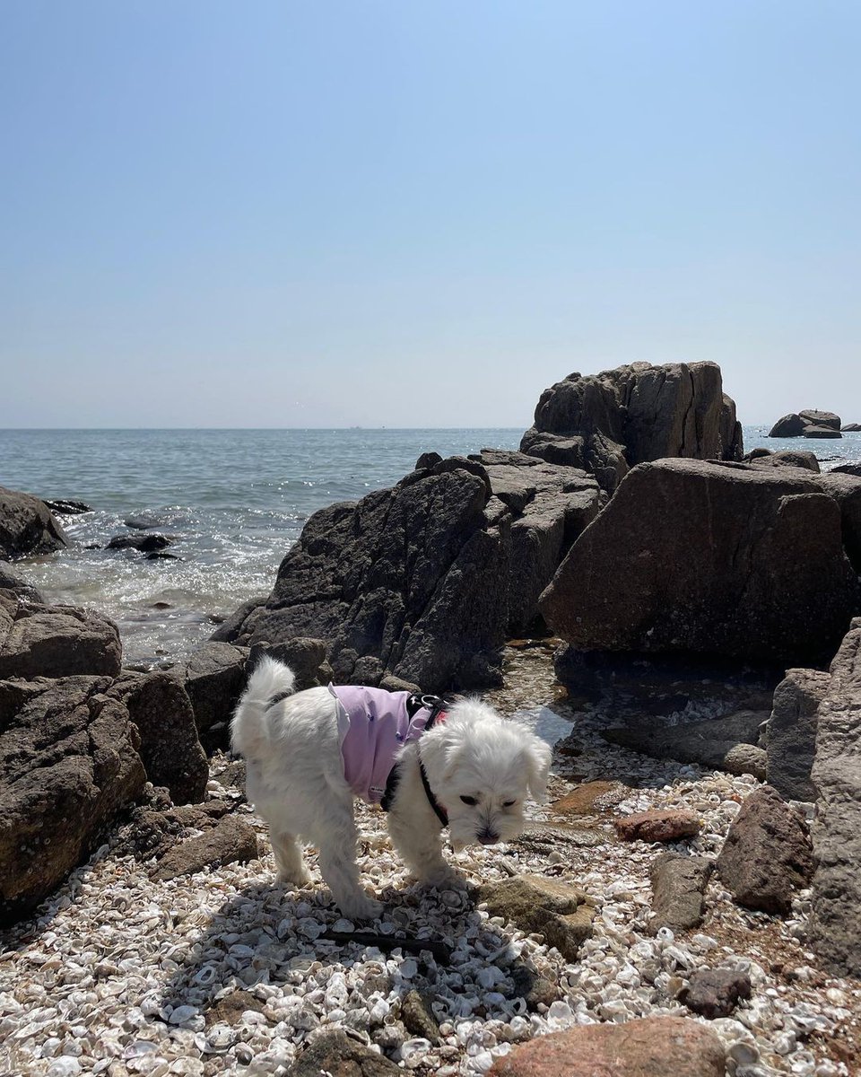 Chaesistersbr's tweet photo. 🐶 | 200423 Chaeri e Chaeso via Instagram [1/3] 

🏖 Primeira vez da Chaeri e da Chaeso na praia 🐠☀️🌊

🖇️: https://t.co/TuWE4viATK

#CHAERI #CHAESO #LeeChaeyeon #Chaeryeong https://t.co/kzZuFCmQ32