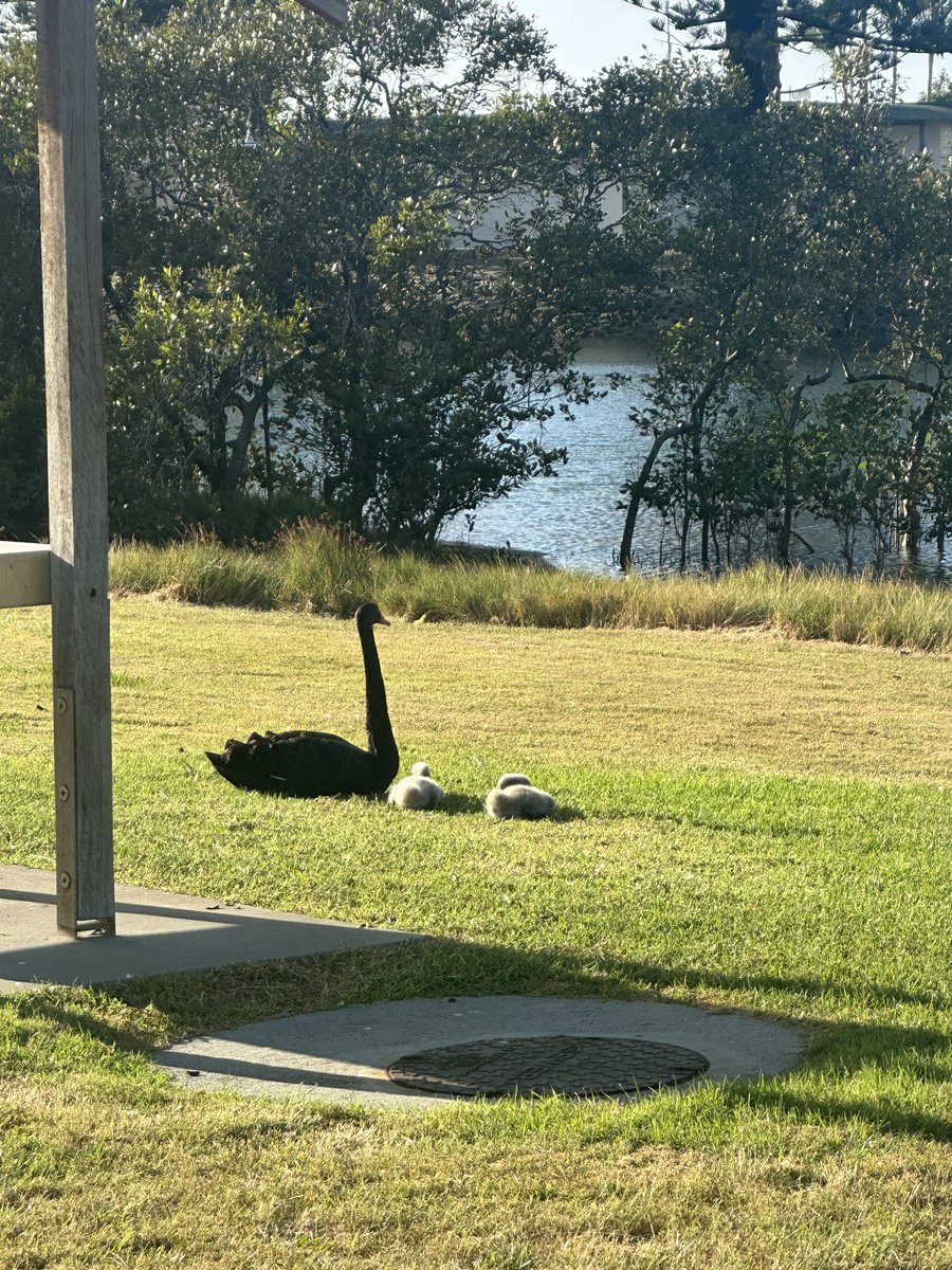 Lea Emery tweet media