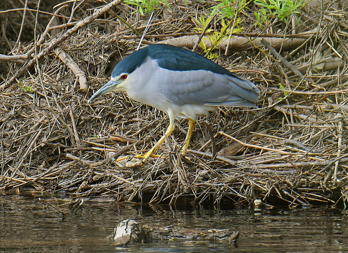 kris_gibb's tweet photo. Adult Night Heron Baron's Haugh @JohnSNadin54 @Clydebirding https://t.co/zkDCYKZsnp