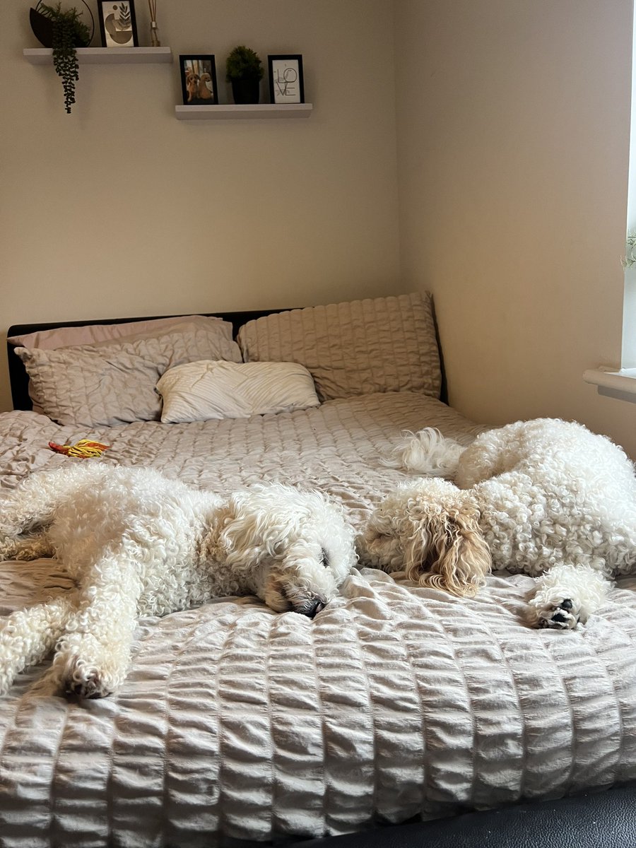 xTylerJane's tweet photo. My whole world🥰 my curly boys https://t.co/rM7qHktJwx