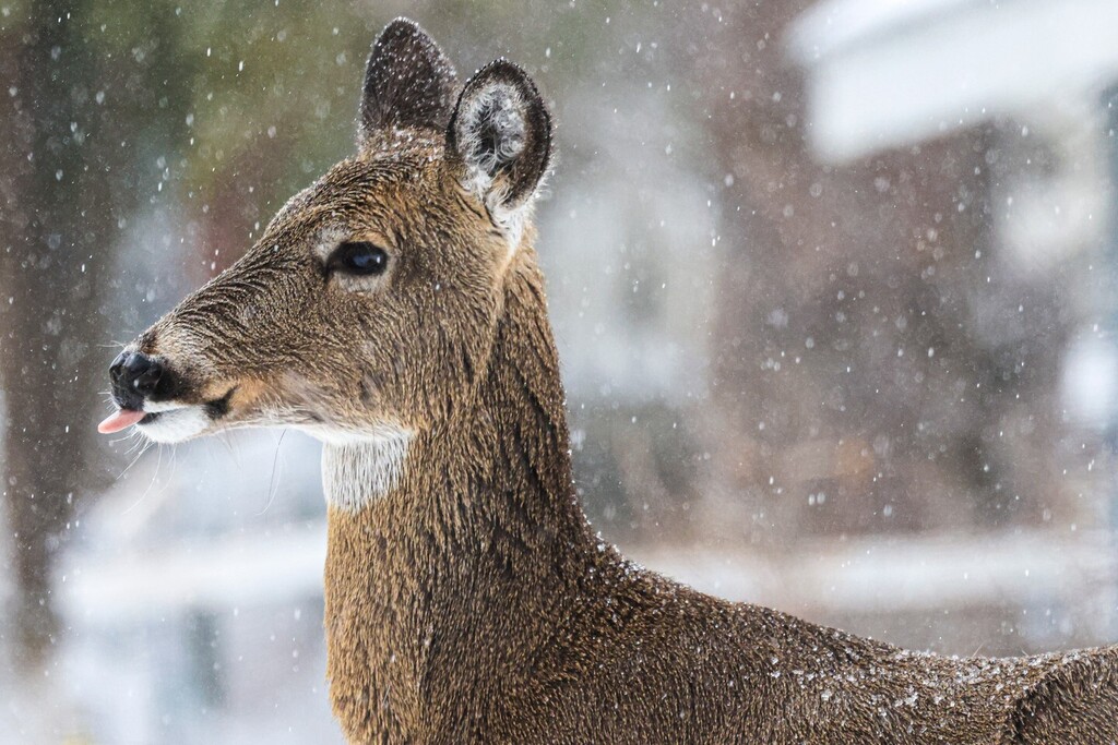 havington's tweet photo. A white-tailed deer appears to catch snow on its tongue along Wadena Street on Thursday, April 20, 2023, in Duluth. With the recent storm Duluth broke the record for the most snow in a season with a total of 138.9 inches as of 6 a.m. Friday morning. That is just over 11 and … https://t.co/yeGAyBhBh2