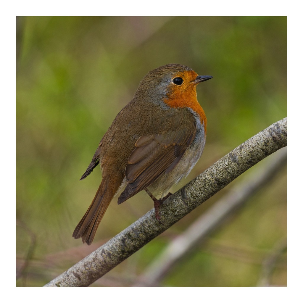 cunabula's tweet photo. A robin I caught just as I was leaving the woods last weekend striking a particularly heroic pose, the show off. And, in case you're wondering, it did have the other leg, just extra showing off its balancing skills.
______

#today #todayis #diary #calend… https://t.co/0UjIGgHiHE https://t.co/6F0bXffIp2