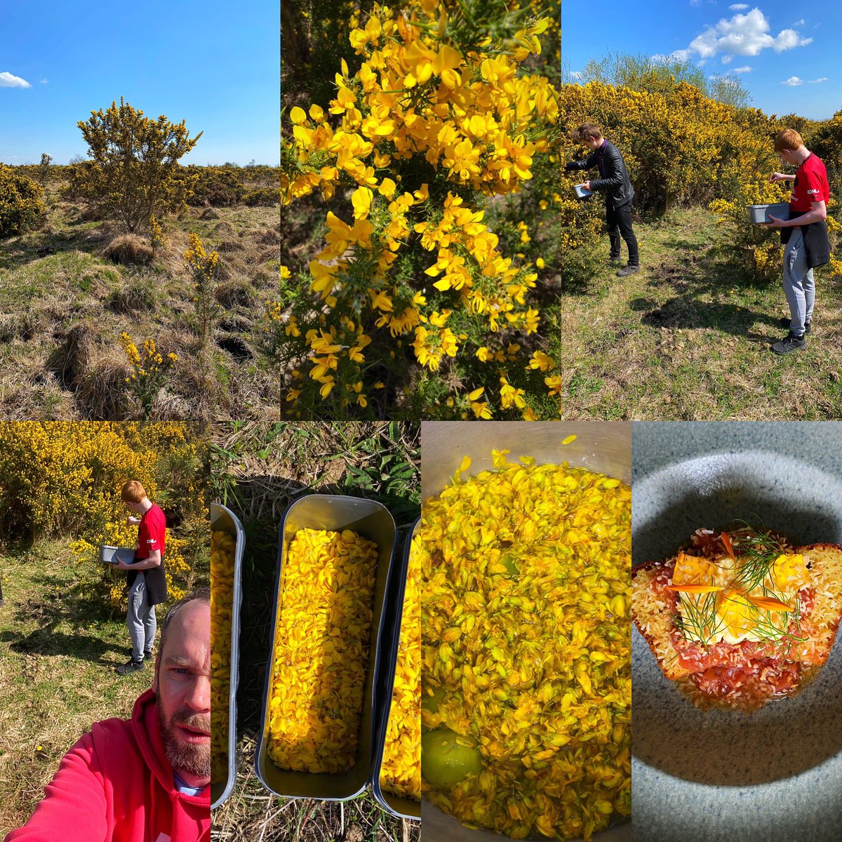 houseofplatesx's tweet photo. It’s gorse season in Mayo . Fab morning to bring the apprentice chefs foraging. #mayofood #mayofoodanddrink #wildfood #thisisirishfood #castlebar https://t.co/6IZlulEPPk